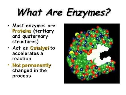 WHY ENZYMES ARE IMPORTANT___ — Steemit